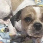 Cachorro abandonado em Rio Verde estava preso em local insalubre em meio a fezes e urina