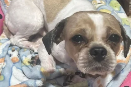 Cachorro abandonado em Rio Verde estava preso em local insalubre em meio a fezes e urina