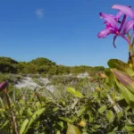 Inpe confirma redução de desmatamento na maioria dos biomas em 2024