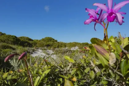 Inpe confirma redução de desmatamento na maioria dos biomas em 2024