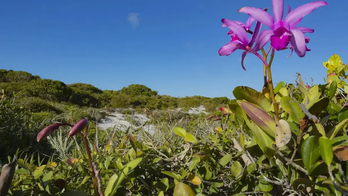 Inpe confirma redução de desmatamento na maioria dos biomas em 2024