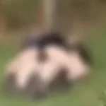 Mulher estava deitada sobre o homem - (Foto: reprodução)