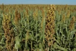 Foto mostra plantação de sorgo