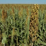 Foto mostra plantação de sorgo