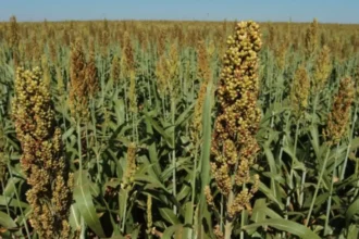 Foto mostra plantação de sorgo