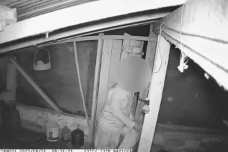 Ajudante de pedreiro furtando galinhas - (Foto: reprodução/PCGO)